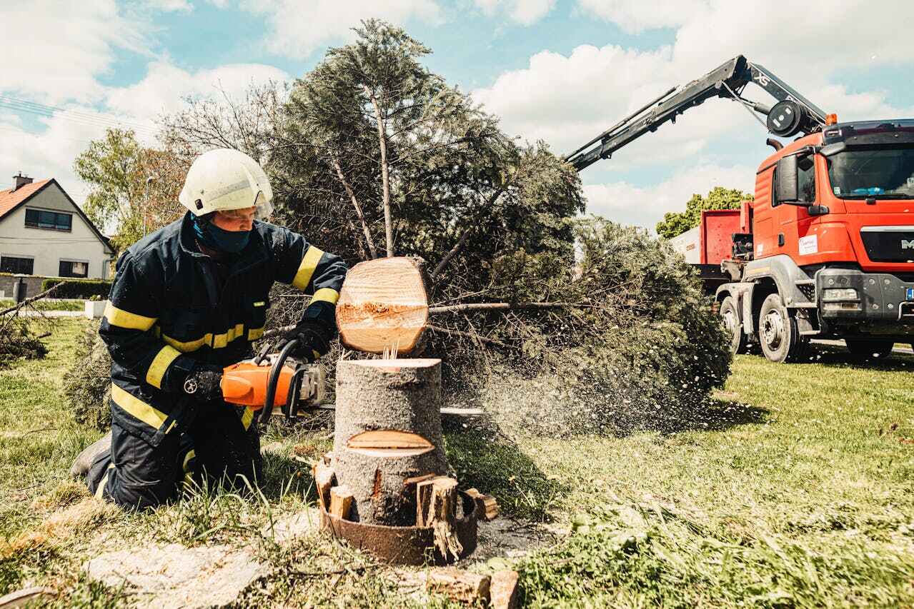 Auxvasse, MO Tree Service Company